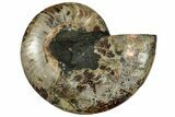 Cut & Polished Ammonite Fossil (Half) - Madagascar #317953-1